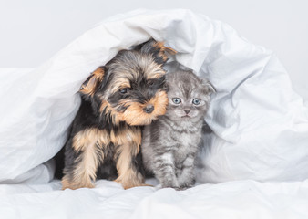  Friendly yorkshire terrier puppy and kitten sit together under warm blanket on a bed