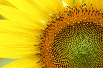 macro image of flower, beautiful sunflower blossom blooming in nature