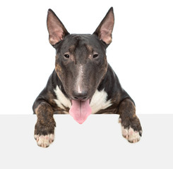 Leinwandbilder - Miniature bull terrier dog looks above empty white banner. isolated on white background