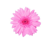 Colorful Flower Top View Pink Gerbera Or Barberton Daisy  Blooming With Water Drops Isolated On White Background , Clipping Path