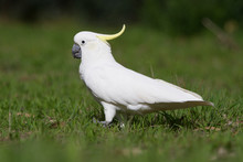 Eye Level View Of A Cockatoo