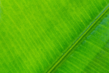 Wall Mural - Macro photo of green ficus leaf. Nature texture bacground