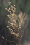 Fototapeta Lawenda - Tender Spring dry grass Macro