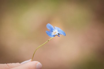 Wall Mural - Little blue flower in hand