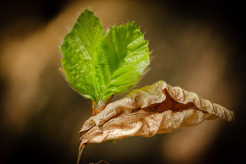 Green spring hornbeam tree leaves