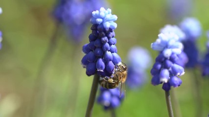 Wall Mural - Close-up of a honey bee collecting honey, pollen and nectar with beautifully blooming blue Muscari flowers on a spring Sunny day slow motion