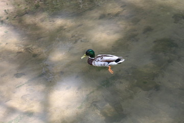 duck on the river in nikko 