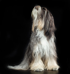 Wall Mural - Tibetan Terrier, a dog sitting on a black background