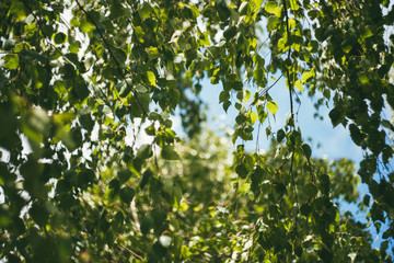 Wall Mural - close-up of birch leaves against the blue sky. Other names: Warty birch, Betula pendula, silver birch, European white birch