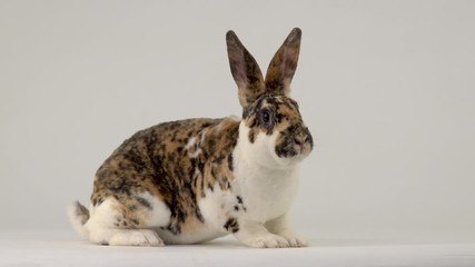 Poster - The rabbit is looking at the camera a white screen.