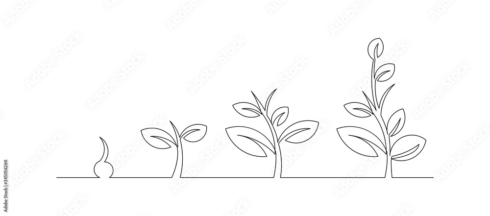 Continuous line drawing of step of tree growth. Vector illustration 素材庫 ...