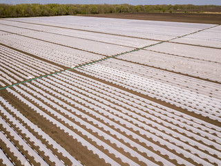 Wall Mural - Drip Irrigation greenhouse Systems In An Agricultural Field Image. Aerial drone shot.