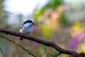 Wall Mural - Coal tit (Periparus ater) on the branch of tree in a forest. Blurred natural background