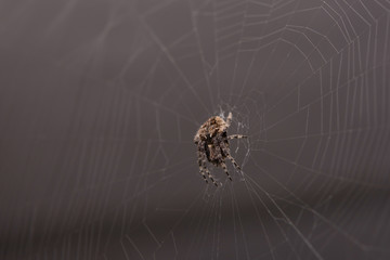 Close up macro shot spider (garden orb weaving spider) climbs on the web.