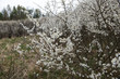 Wczesną wiosną masowo zakwitaja  Śliwa tarnina,  (Prunus spinosa L.)  tworząc piękny akcent dzikiego krajobrazu