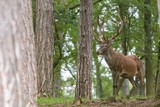 Fototapeta Zwierzęta - Red deer in the forest with pines and oaks in a wildlife park at the end of summer