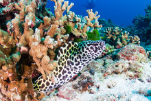 Beautiful Honeycomb Moray Eel Hidden Amongst Hard Corals On A Tropical Reef