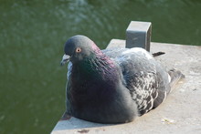 
Sad Pigeon Sitting On White Concrete Against The Background Of The River