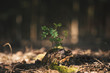 Young rowan tree seedling grow from old stump in Czech forest.  Seedling forest is growing in good conditions.