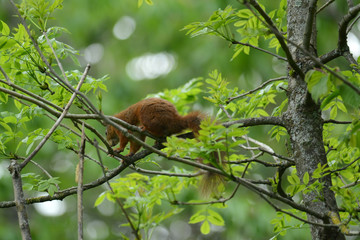 niedliches Eichhörnchen