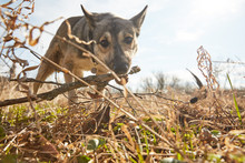 A Puppy Dog Playing In A High And Dry Spring Grass Bitting A Wooden Stick