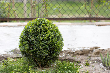 Buxus sempervirens.Trimming a boxwood Bush in the shape of a ball. Gardening. Step-by-step instructions. Step two. Before and after.