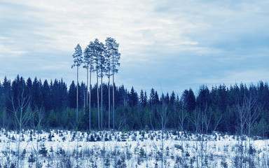 Wall Mural - Snowy winter forest of countryside in Rovaniemi reflex