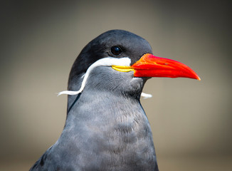 Inca Tern close-up photo. Unusual sea bird with white mustache.