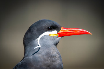 Inca Tern close-up photo. Unusual sea bird with white mustache.