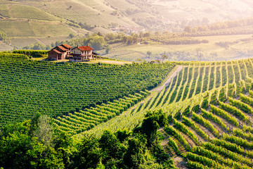 Langhe region, Piedmont, Italy. Vineyards landscape in spring - summer.