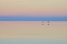 Two Flamingos At Lake Salar De Uyuni, Bolivia