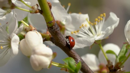 Wall Mural - Close up of a ladybug sitting on a branch among the beautiful pink flowers of a blooming apricot tree and cleaning its paws and face