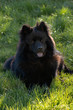 Black Eurasier dog