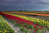 Fototapeta Tulipany - colorful tulip field in spring Dutch farmland