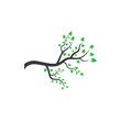 © Ony98 - Vector branch , Hand drawn illustration of tree branch design template