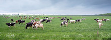 Large Amount Of Spotted Cows In Spring Meadow Near City Of Utrecht Under Cloudy Sky In Holland