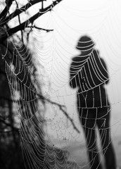 spider web in the morning dew