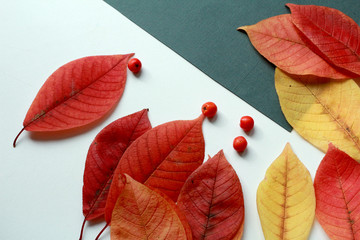 red and yellow leaves on white background