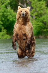 Ruling the landscape, brown bears of Kamchatka (Ursus arctos beringianus)