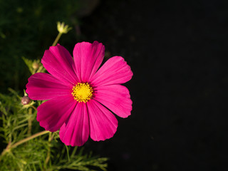 Wall Mural - Pink Cosmos Blooming on The Dark Background