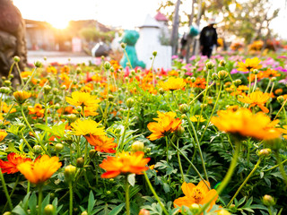 Wall Mural - Yellow Cosmos Flowers Blooming in The Tree Shop