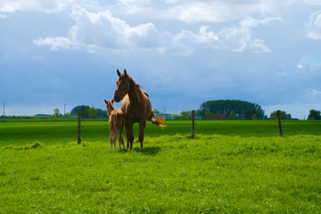 Foal mother horse with beautiful mare baby on the meadow on a sunny and rainy day at a farm