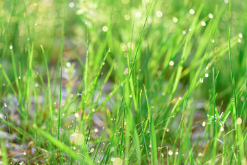 green fresh grass dew drops photo for abstract background. selective focus macro bokeh