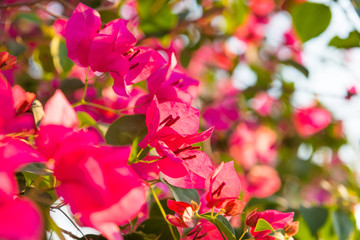 Wall Mural - Floral branches blooming with beautiful pink flowers of bougainvillea in tropical garden