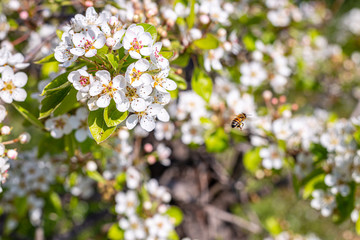 Wall Mural - The bee buzzing