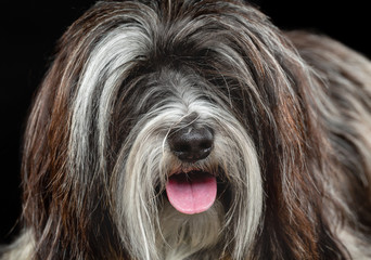 Wall Mural - Tibetan Terrier, dog, portrait on a black background