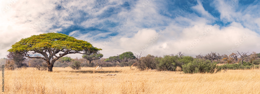 African landscape in the Hwange National Park, Zimbabwe - obrazy, fototapety, plakaty 