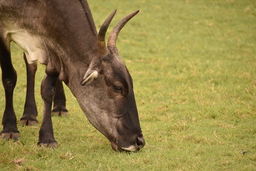 black cow