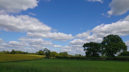 green field and blue sky