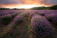 Lavender Field With Blooming Purple Bushes At Sunset. Sky Filled With Cumulus Clouds And Rays Sunlight.  Near Burgas, Bulgaria. 
